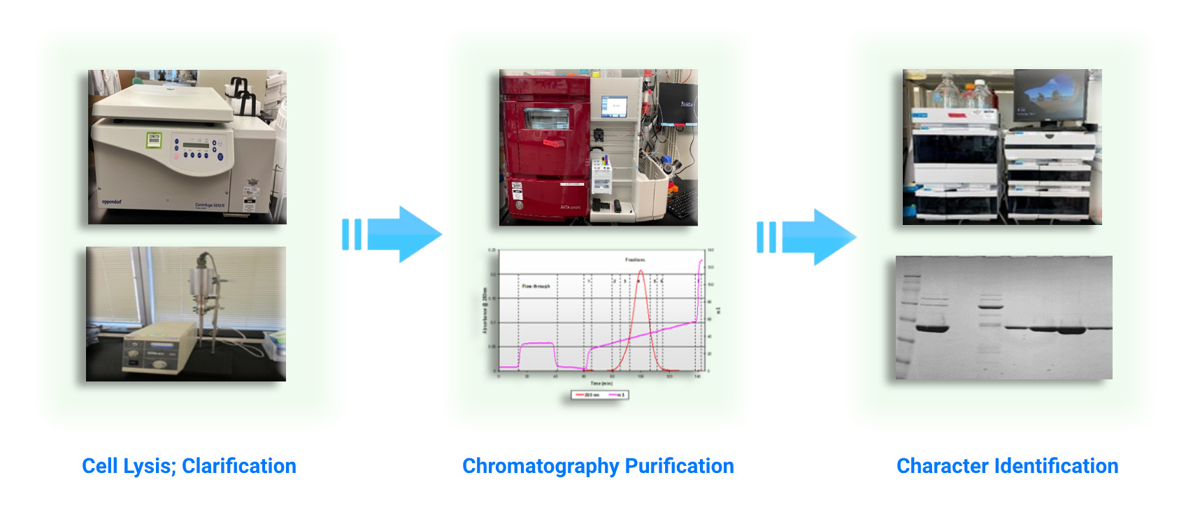 Protein Expression & Purification Service Tribioscience