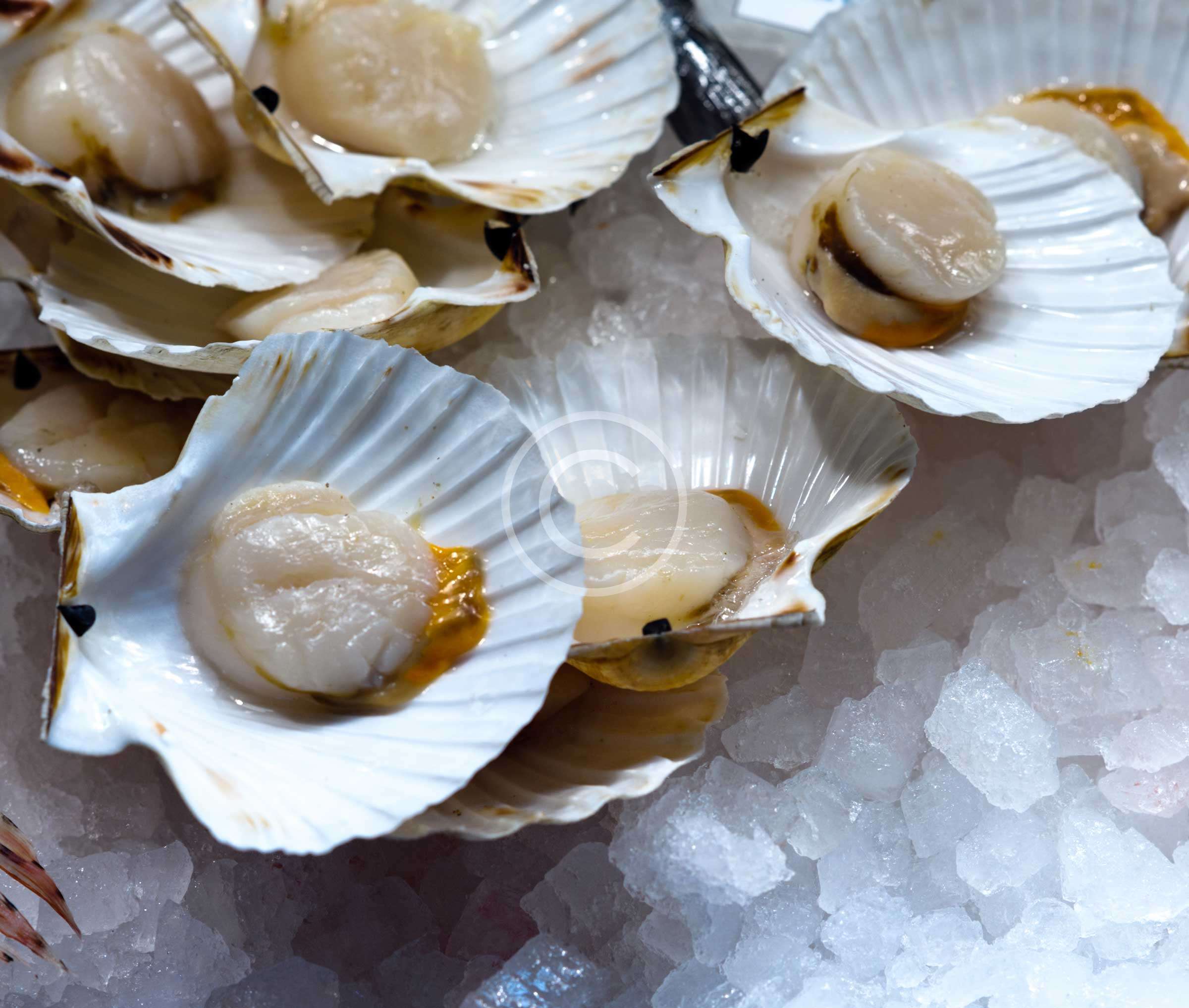 Raw Oysters on Half Shell Tribune Seafood