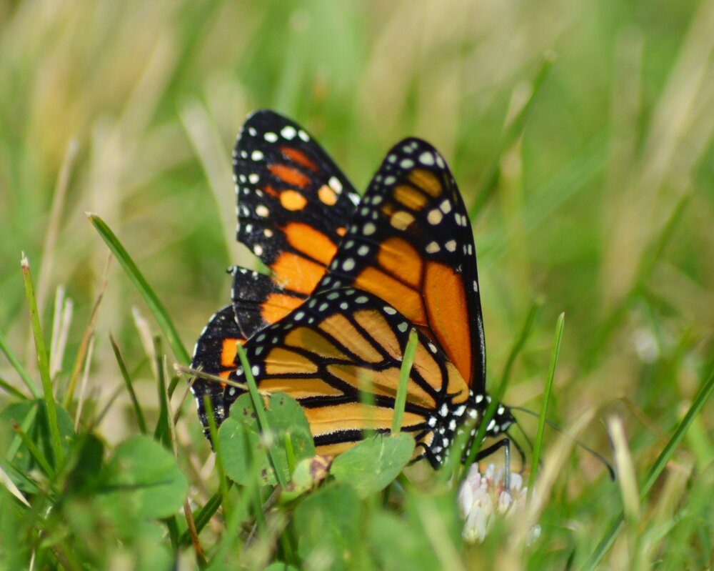 Judith A. Mueller 2023 Walker Brothers Funeral Home Spencerport