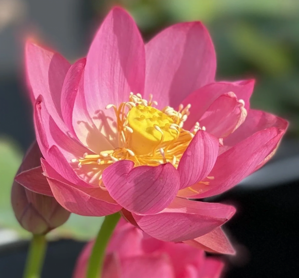 'Lady Bug' Live Lotus Plant Water Gardening & Outdoor Decor