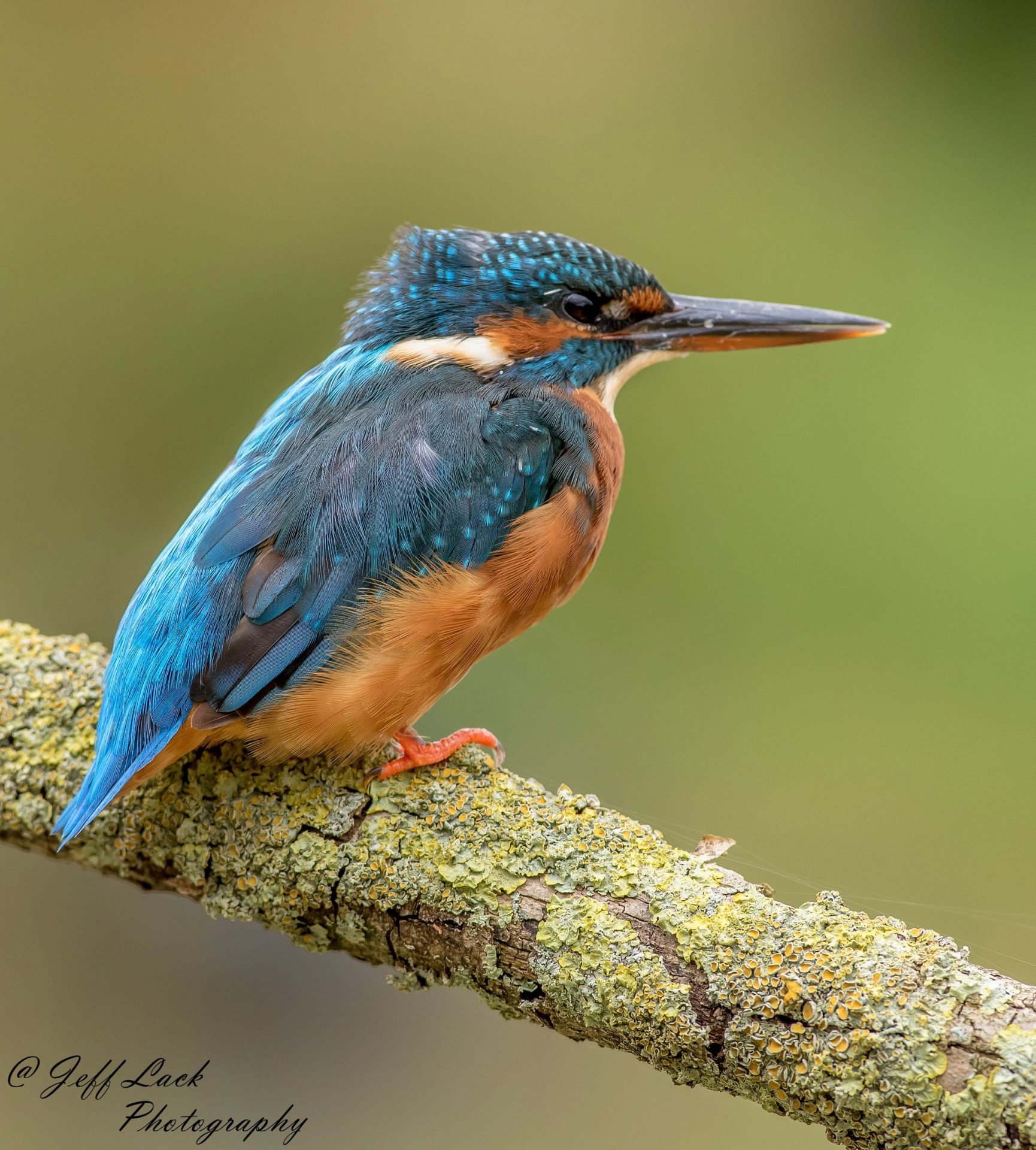 How Much Weight Do You Need for Spearfishing? Trickyfish