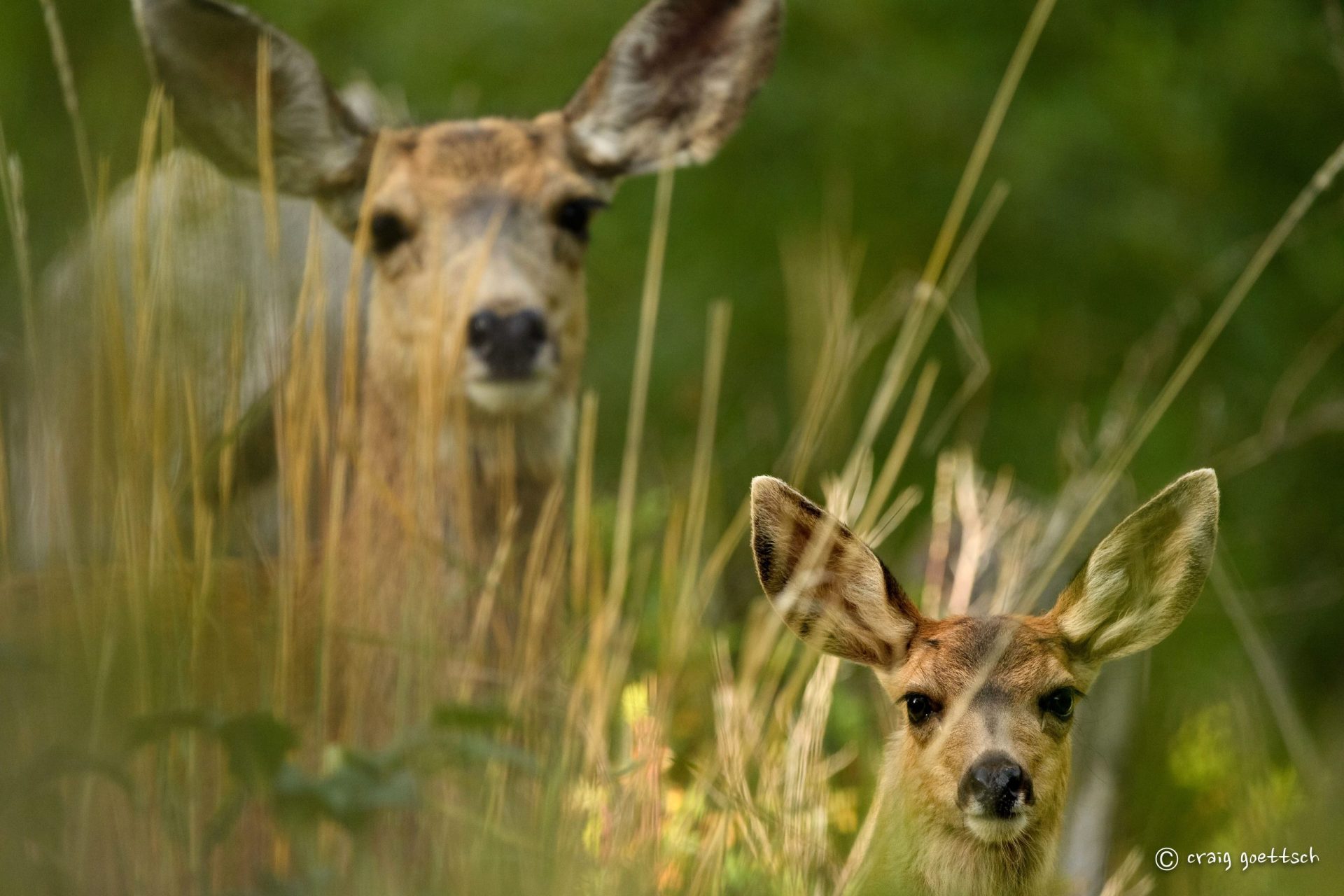 Does a Fishing Line Deer Fence Work? Trickyfish