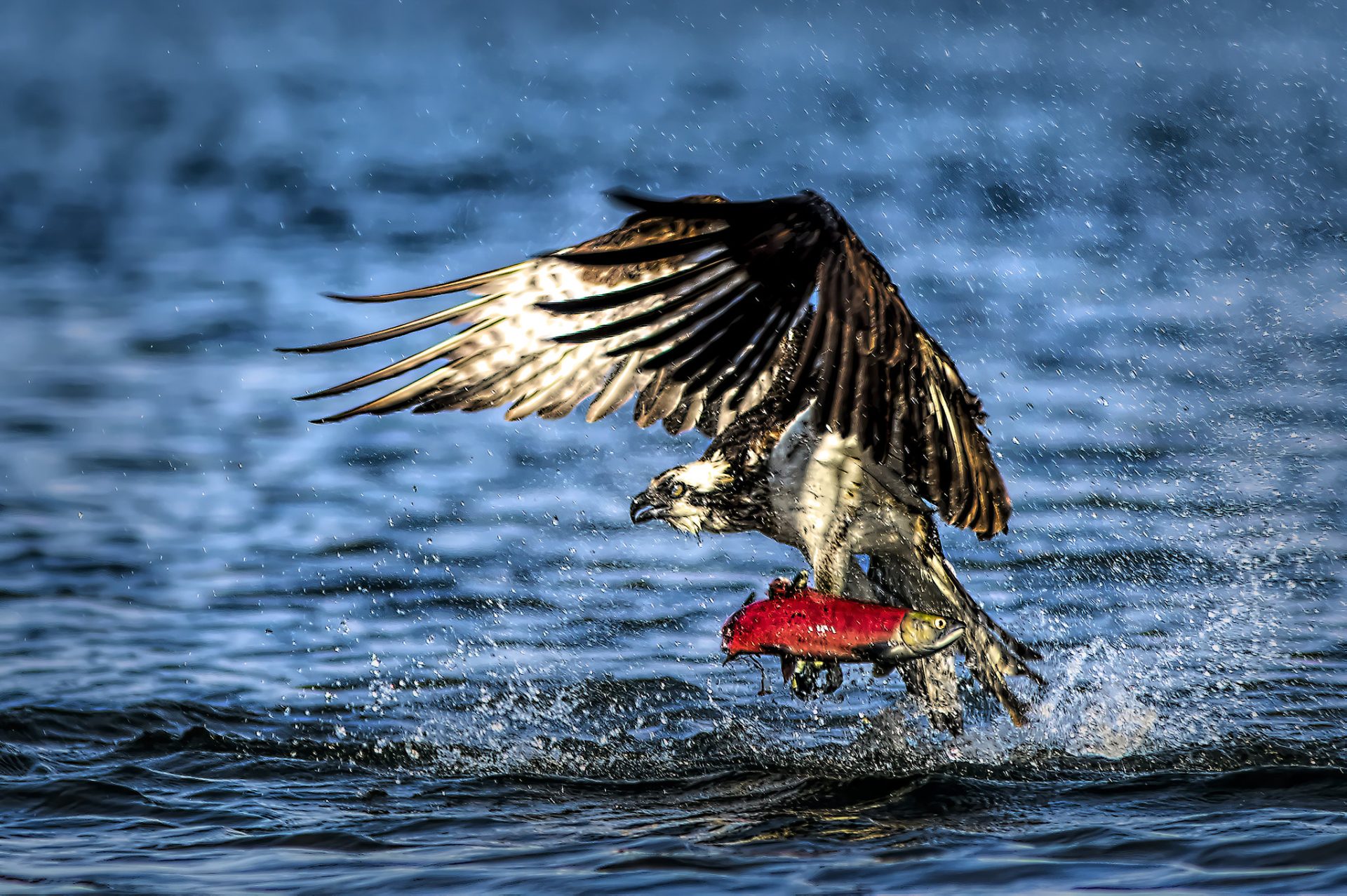 How to Catch Kokanee Salmon Fly Fishing? Trickyfish