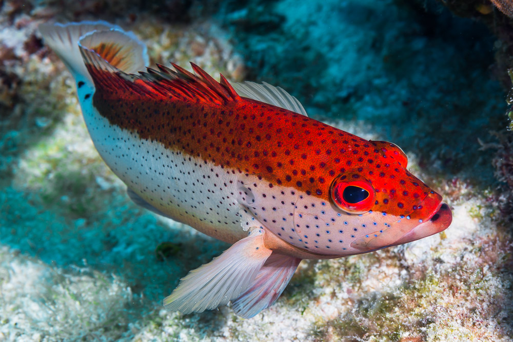 Which Is Best for Fishing Rod Hypixel Skyblock? Trickyfish