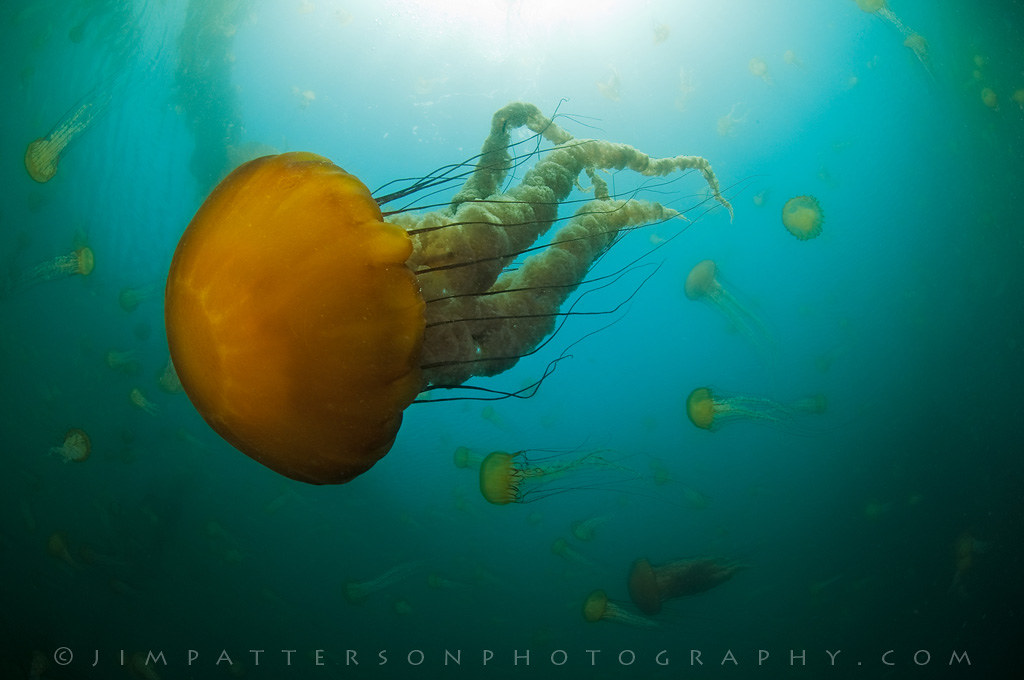 What Are the Rules of Spearfishing? Trickyfish