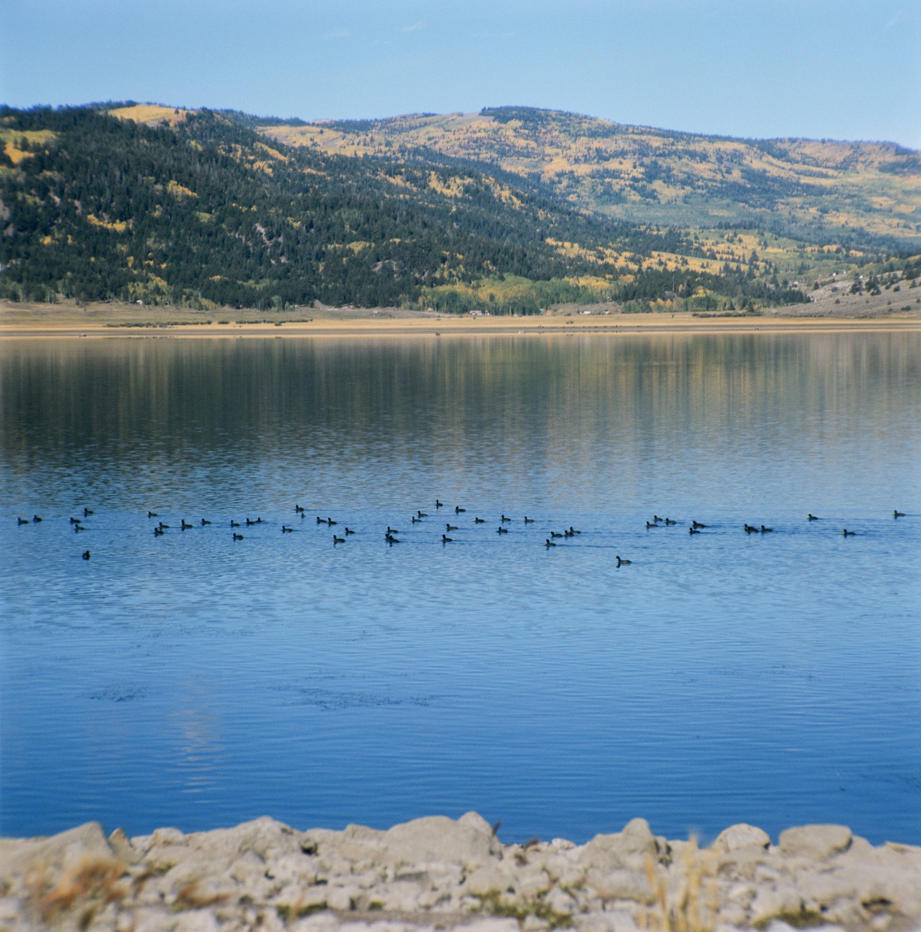 How Is the Fishing at Panguitch Lake? Trickyfish