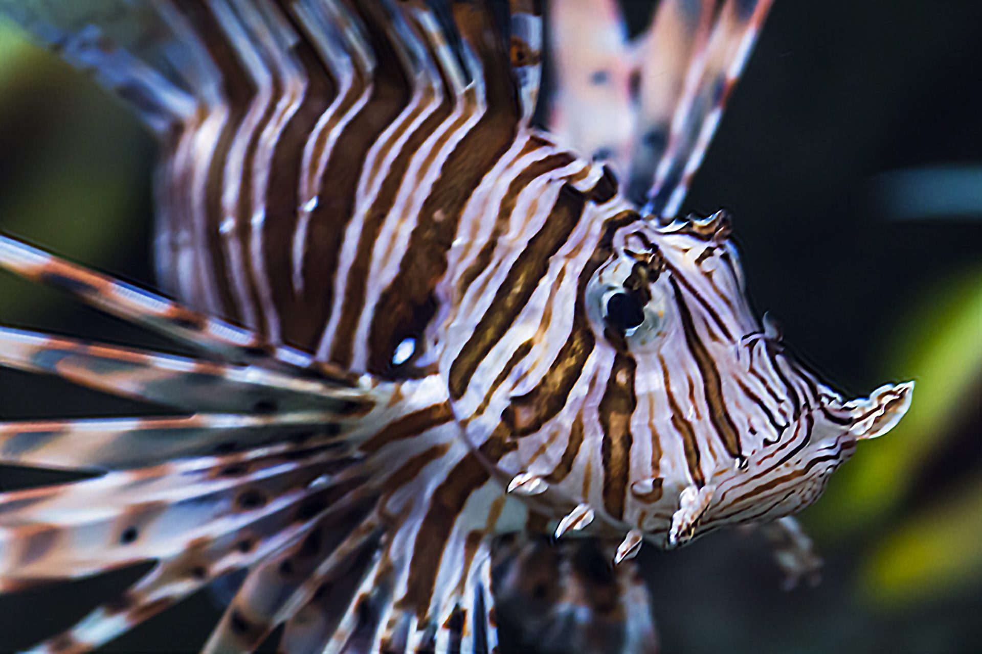 What Is a Lightning Rod in Fishing? Trickyfish