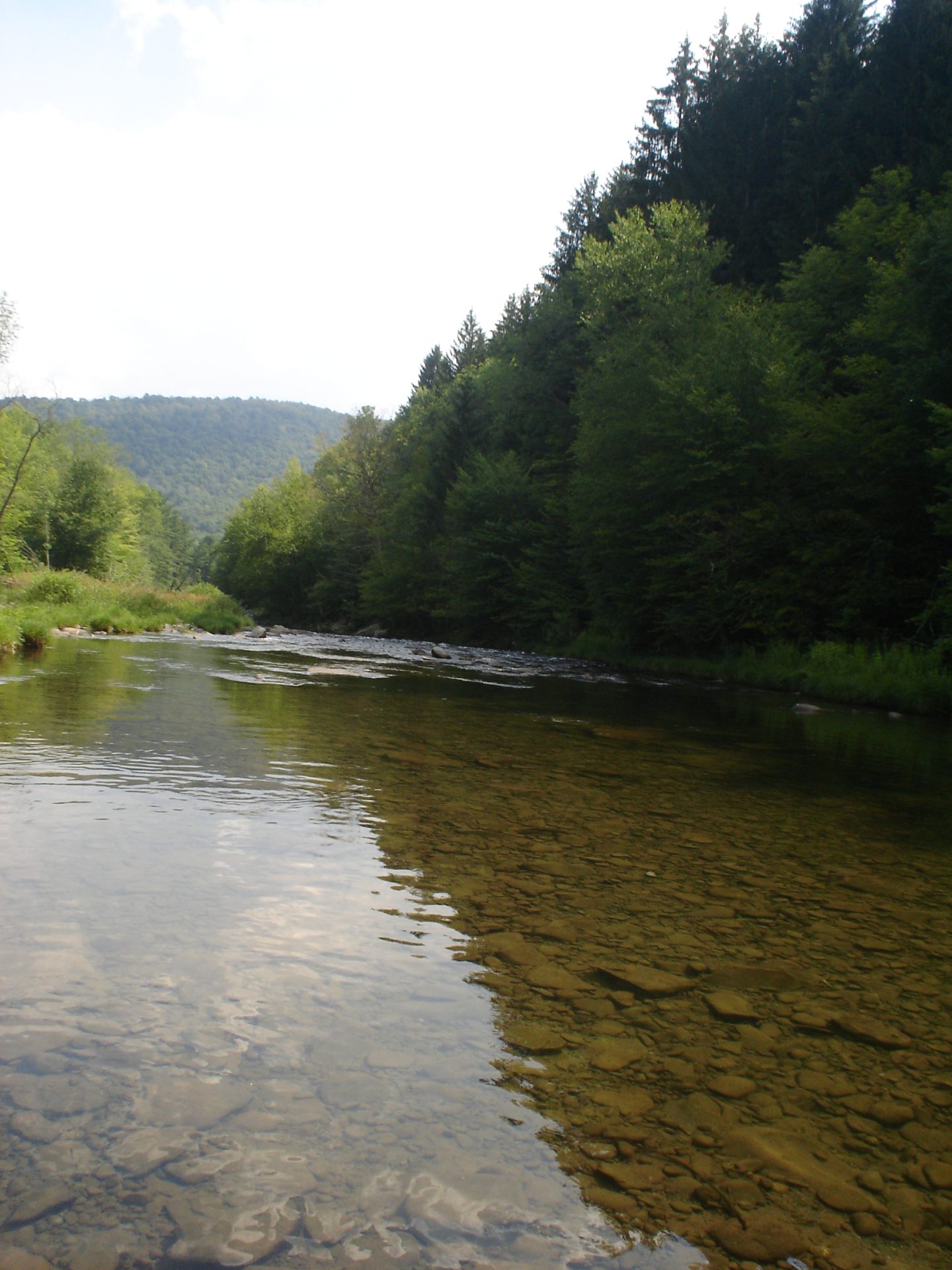 Is Beaverkill River Fly Fishing Only? Trickyfish