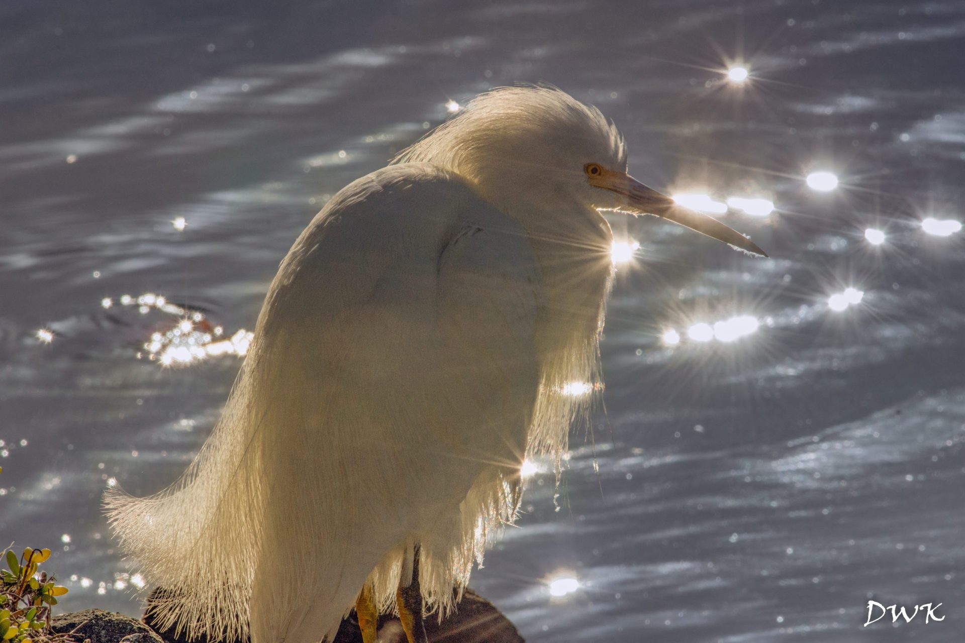 How Do You Use the Fishing Rod in Brilliant Diamond? Trickyfish