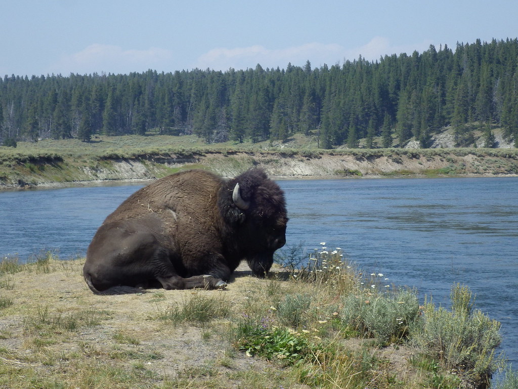 Is Buffalo Lake Good for Fishing? Trickyfish