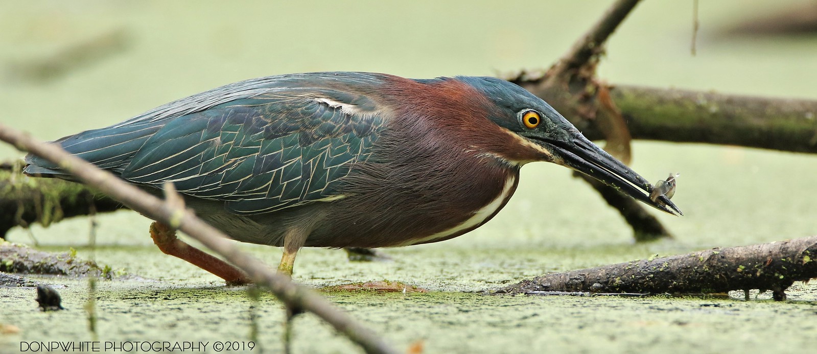 How Do You Rig a Dead Minnow for Ice Fishing? Trickyfish