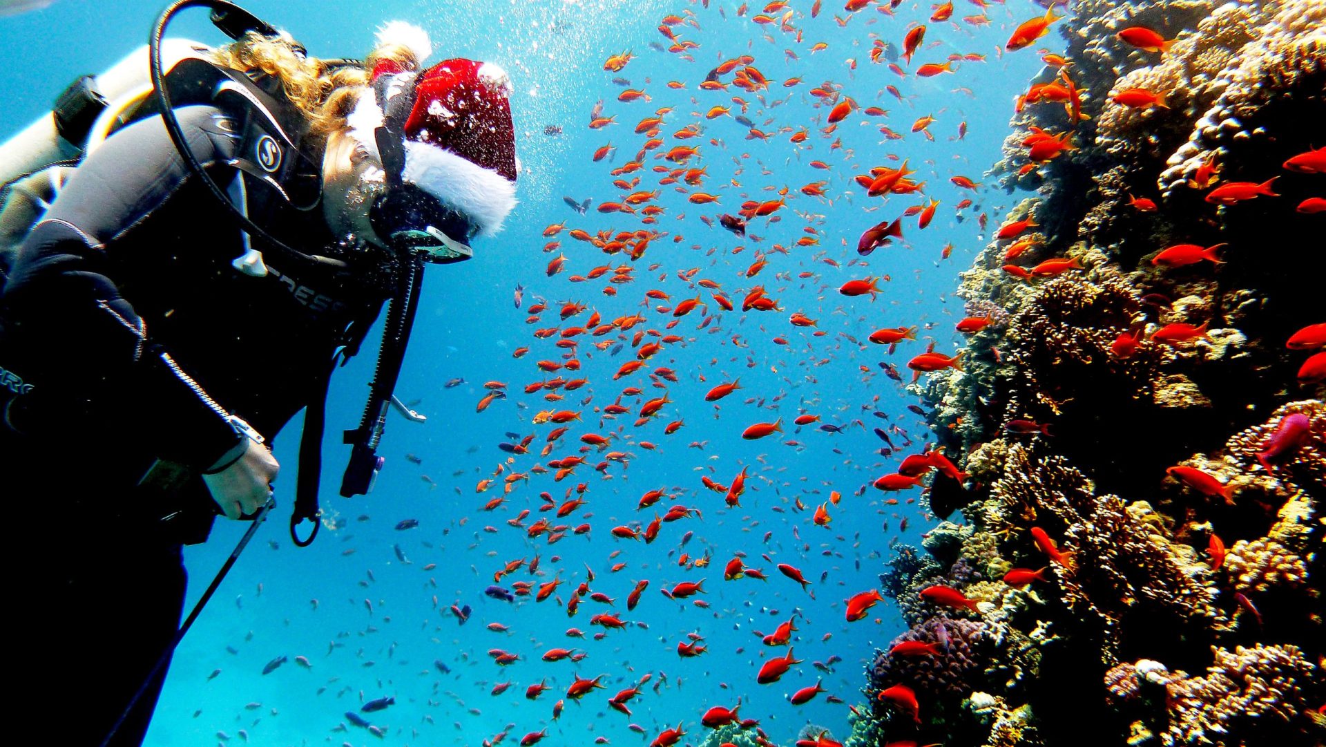 Is Scuba Diving Safe in Egypt? Trickyfish