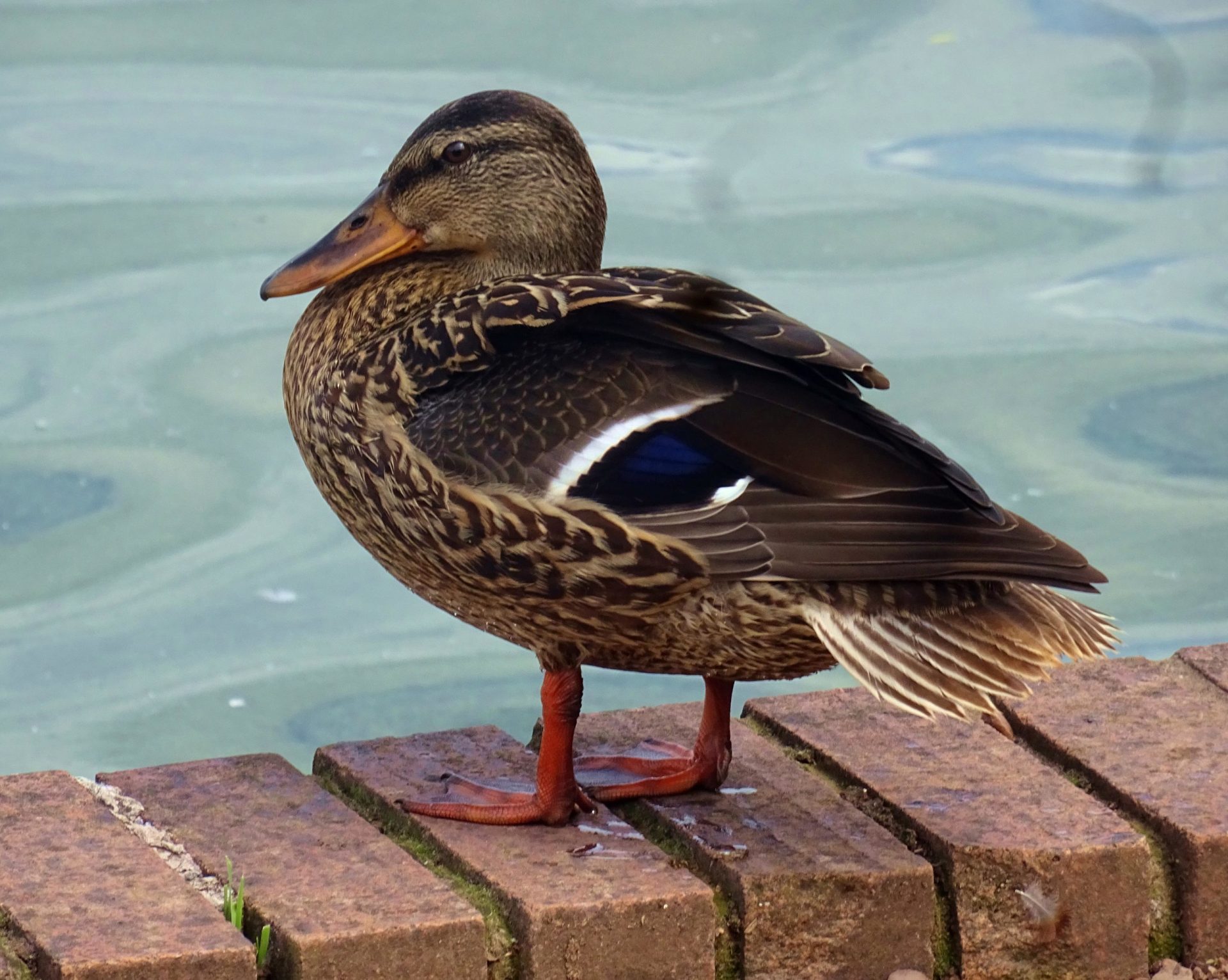 Is Duck Lake Open for Fishing? Trickyfish