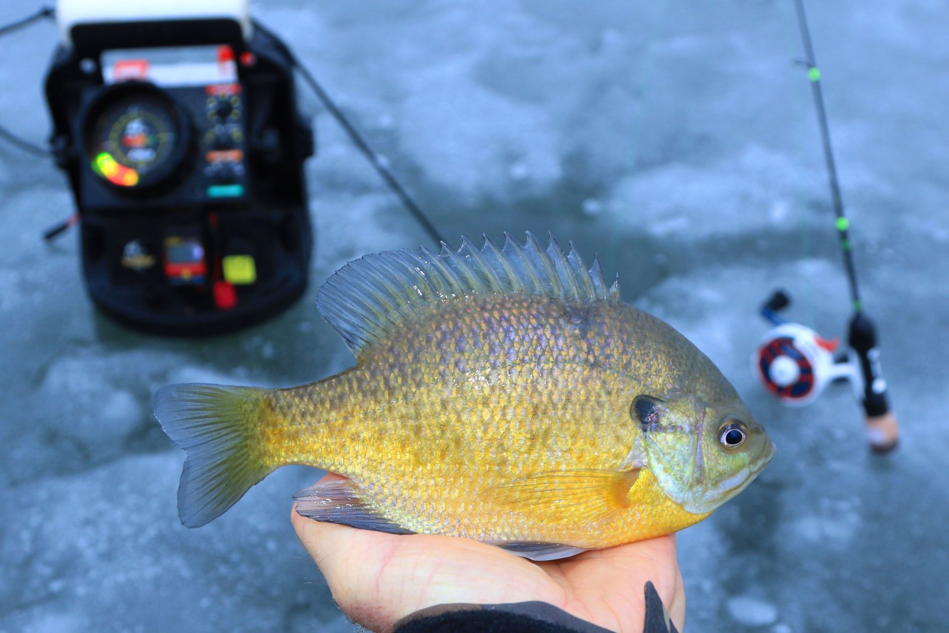 How Do You Catch Finicky Bluegill Ice Fishing? Trickyfish