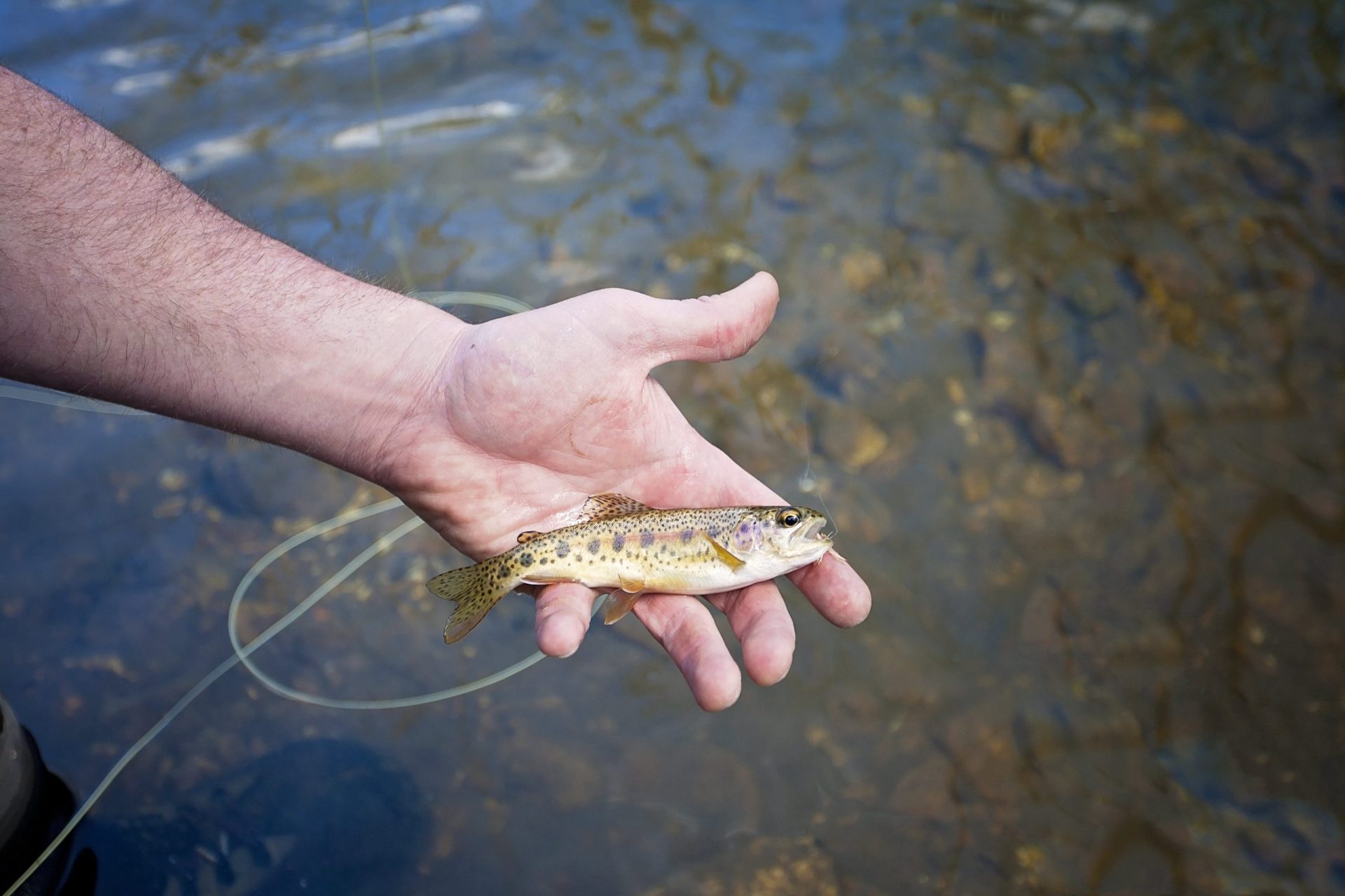 How Do You Hand Line Fishing? Trickyfish