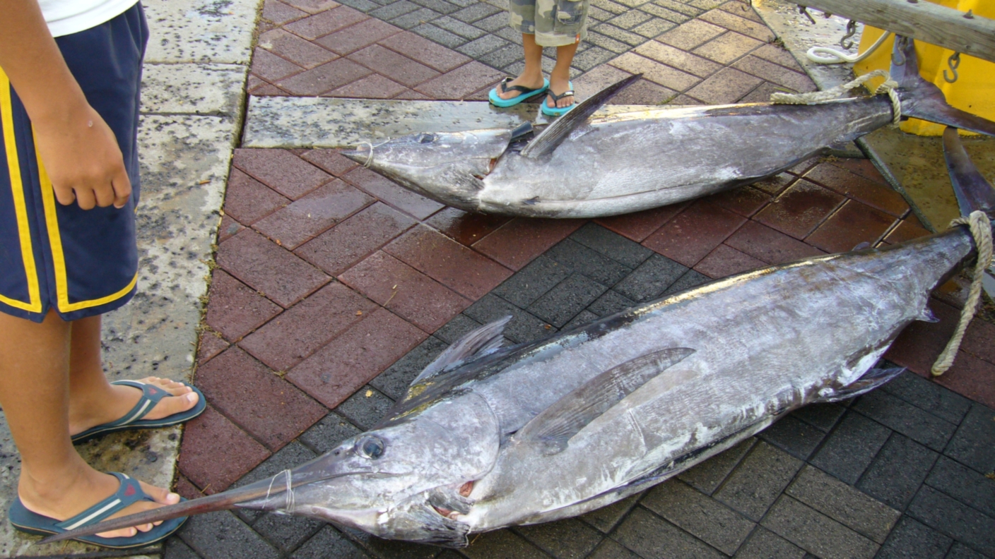 Is There Fly Fishing on Oahu? Trickyfish