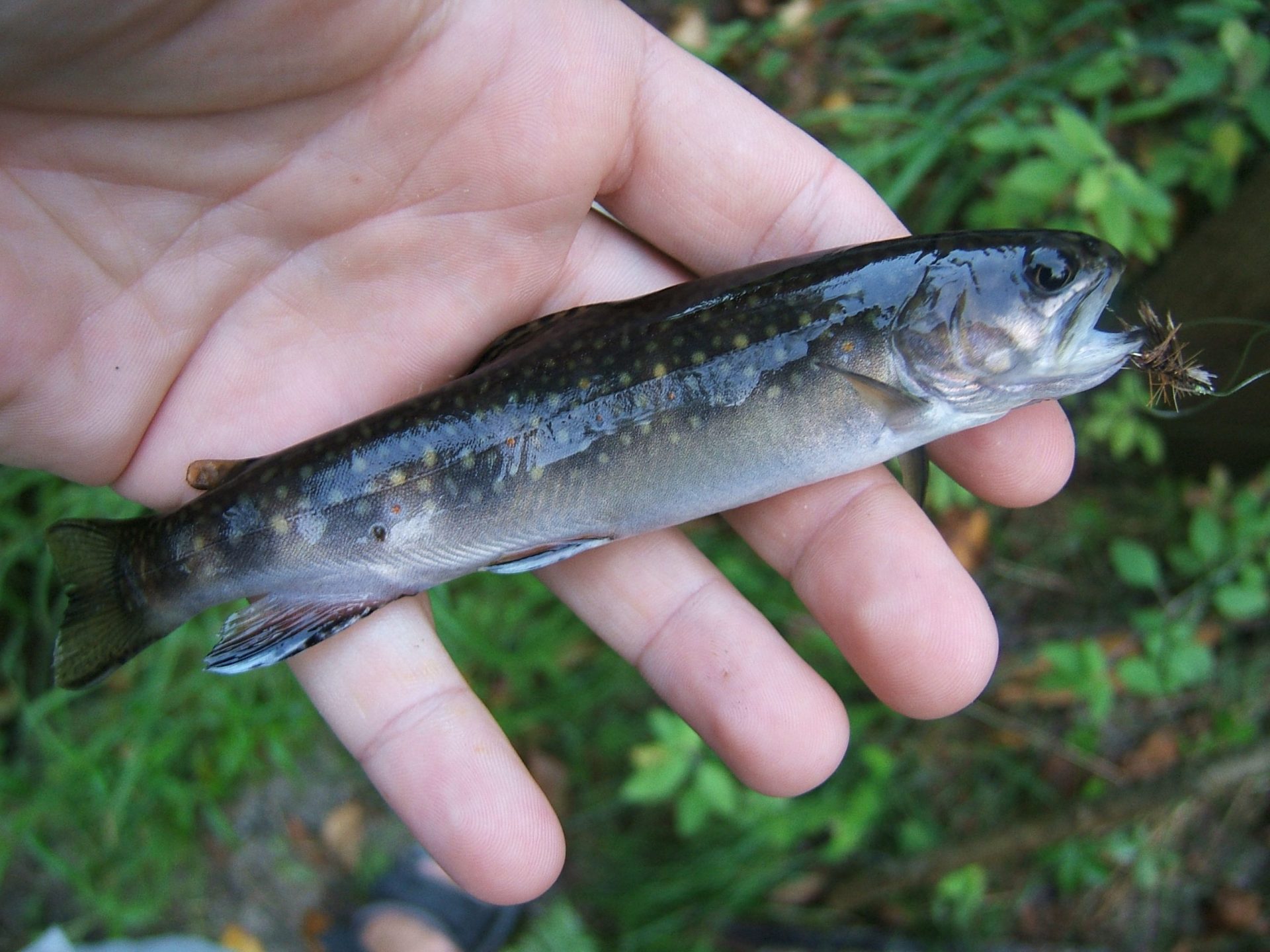 How Do You Tie Fishing Line to a Stick? Trickyfish