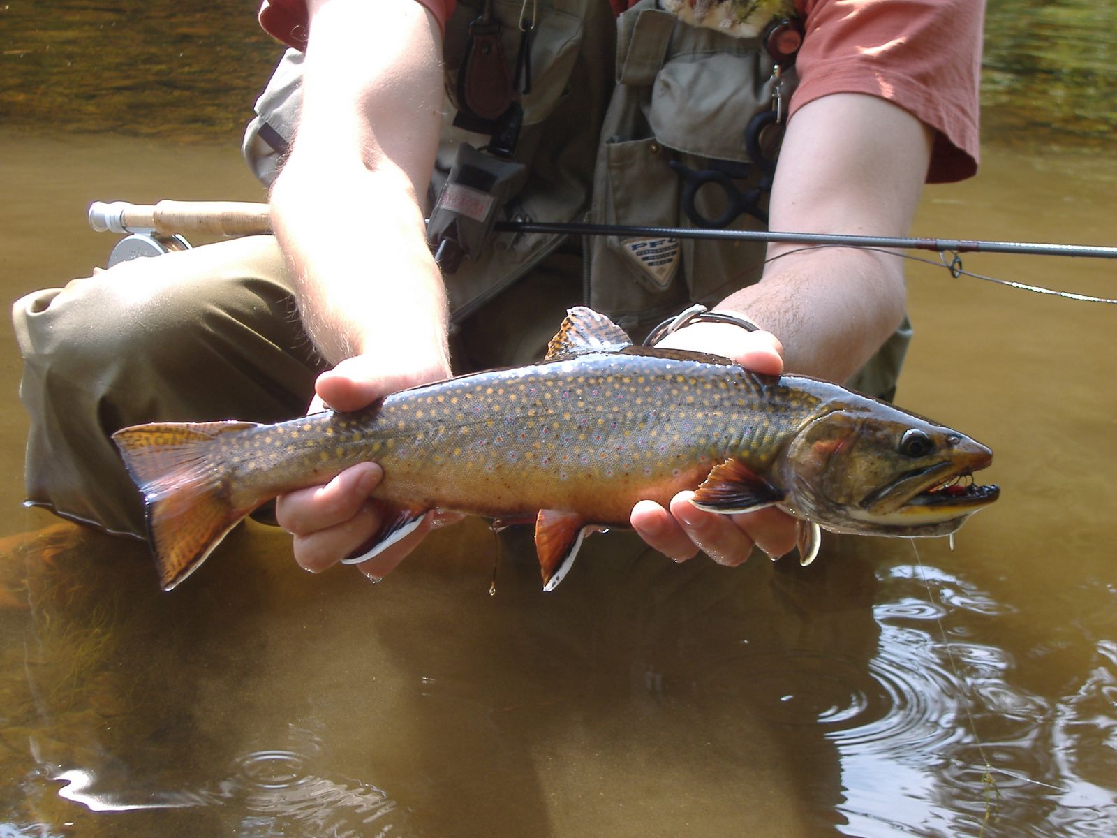 What Is a Fly Fishing Streamers? Trickyfish