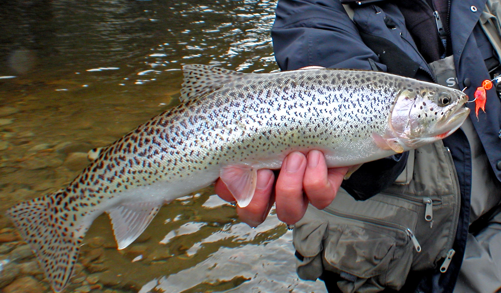 What Is a Hopper Dropper in Fly Fishing? Trickyfish