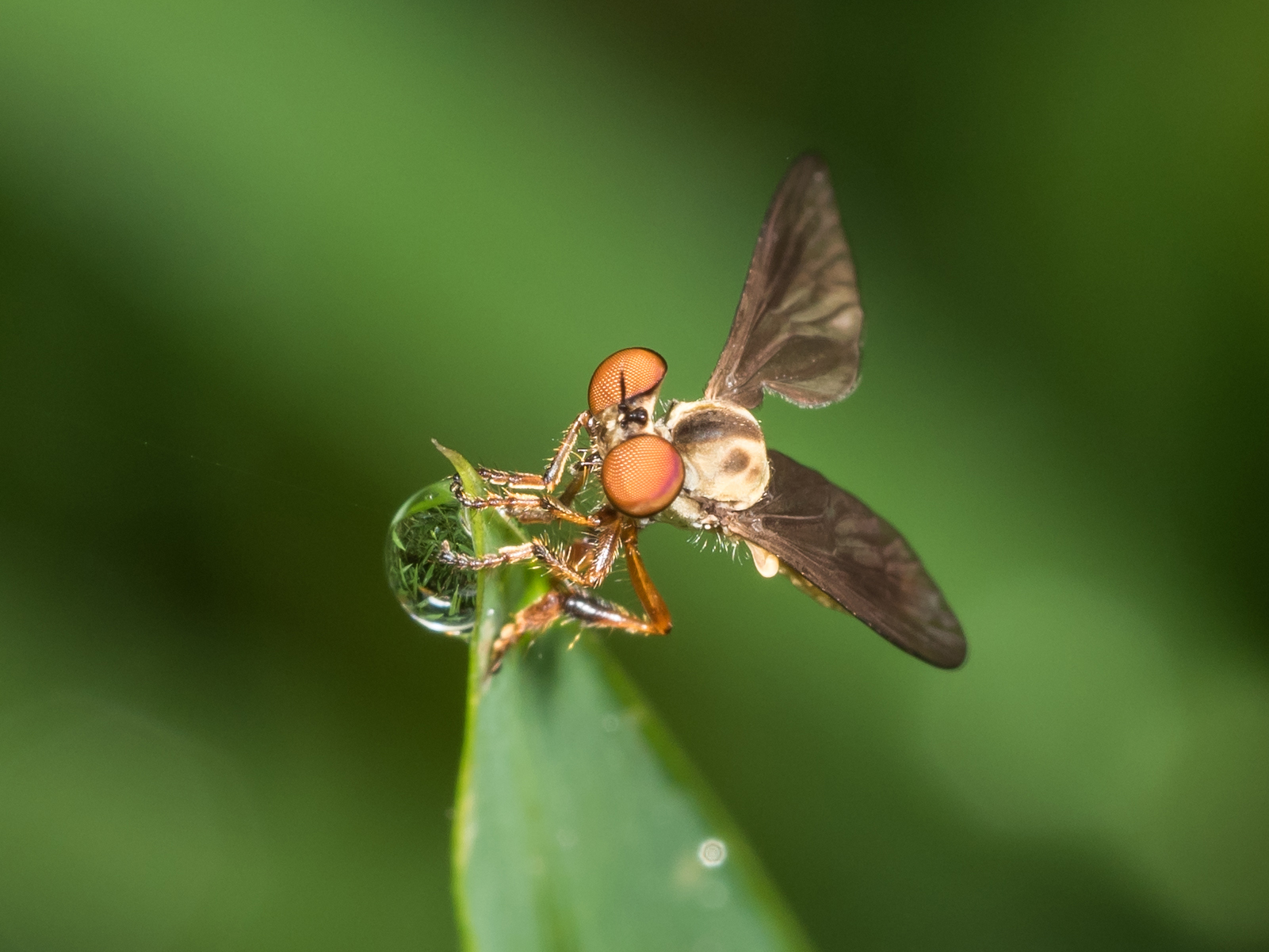 What Are the Different Weights for Fly Fishing? Trickyfish