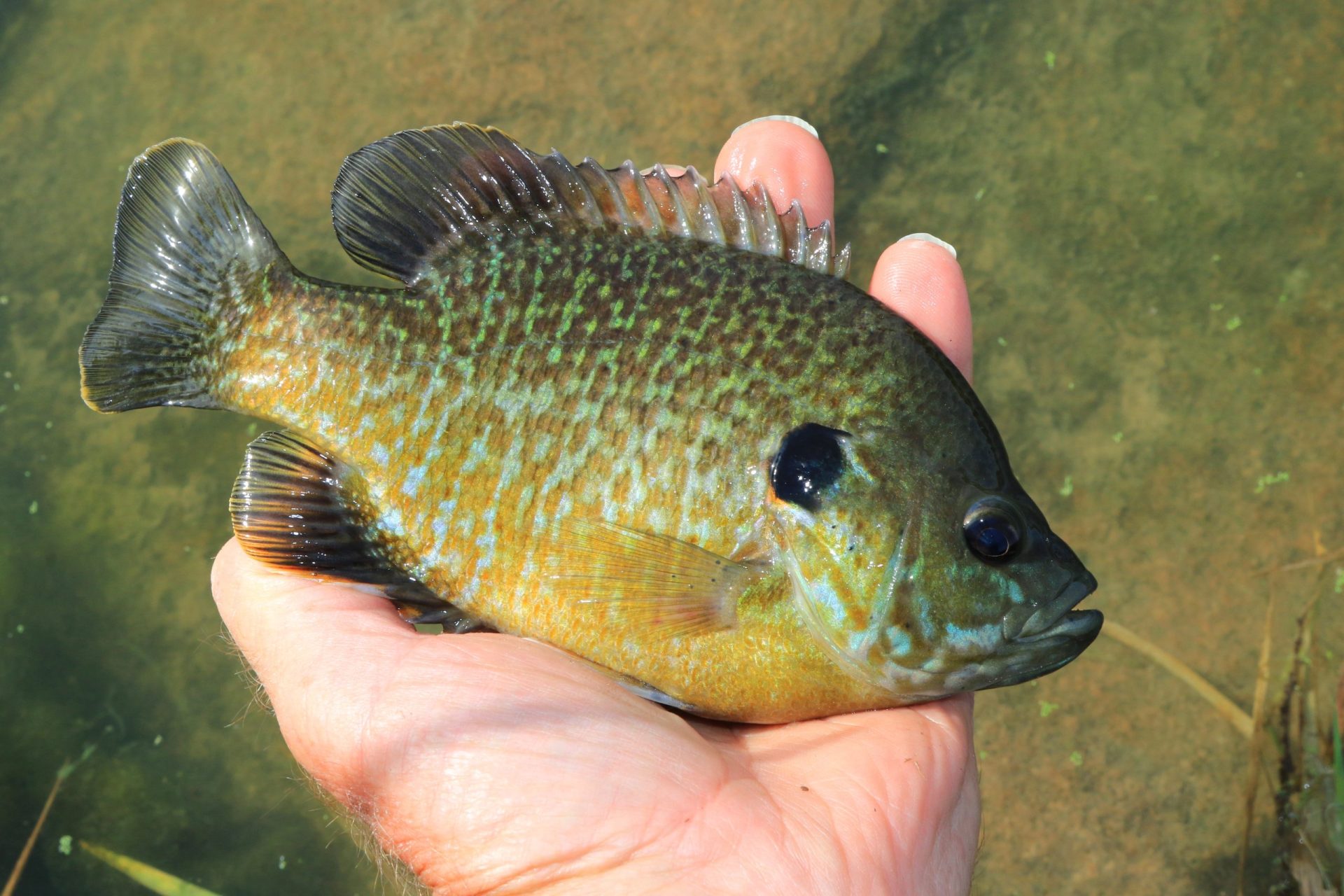 How Do You Catch a Green Sunfish Fishing in Lone Star Lake