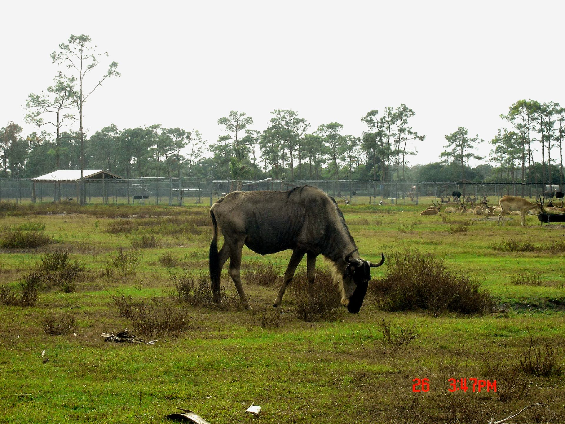 What Are the Spearfishing Laws in Florida? Trickyfish
