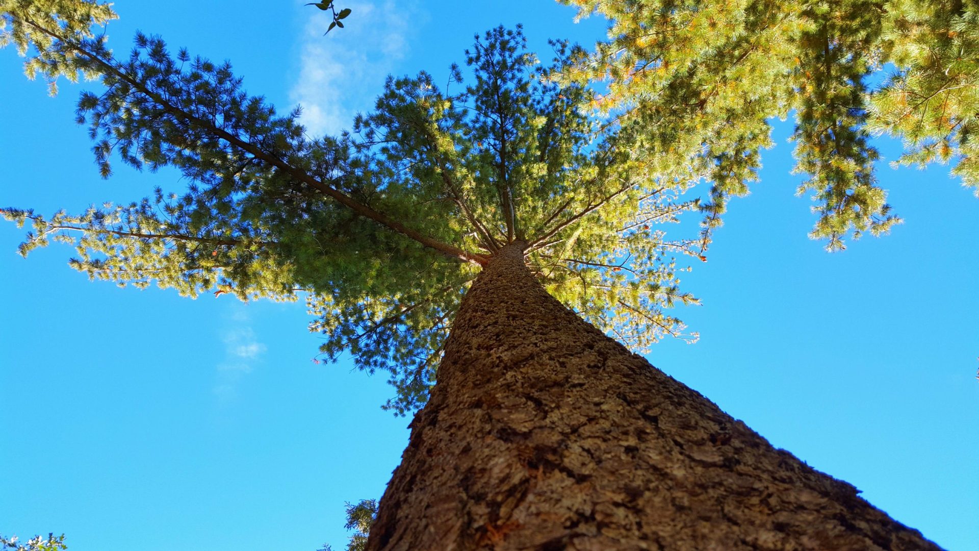 How Is the Fishing in Lake Arrowhead? Trickyfish