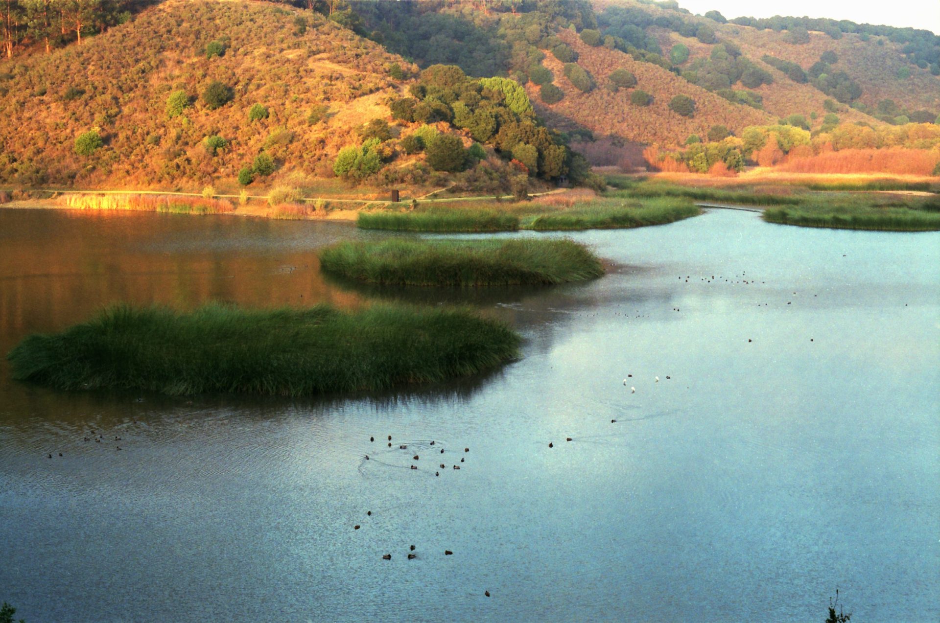 How Is the Fishing in Lake Chabot? Trickyfish