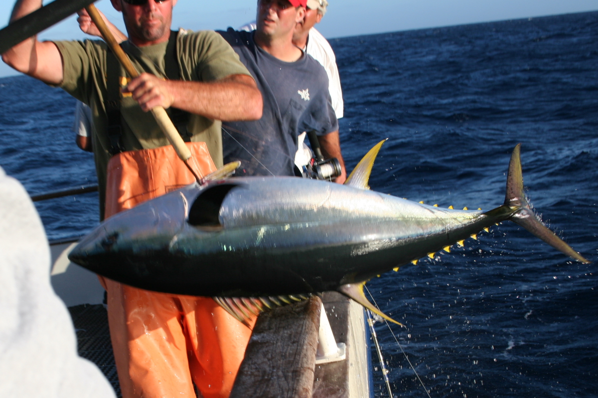 What Is Long Line Fishing? Trickyfish