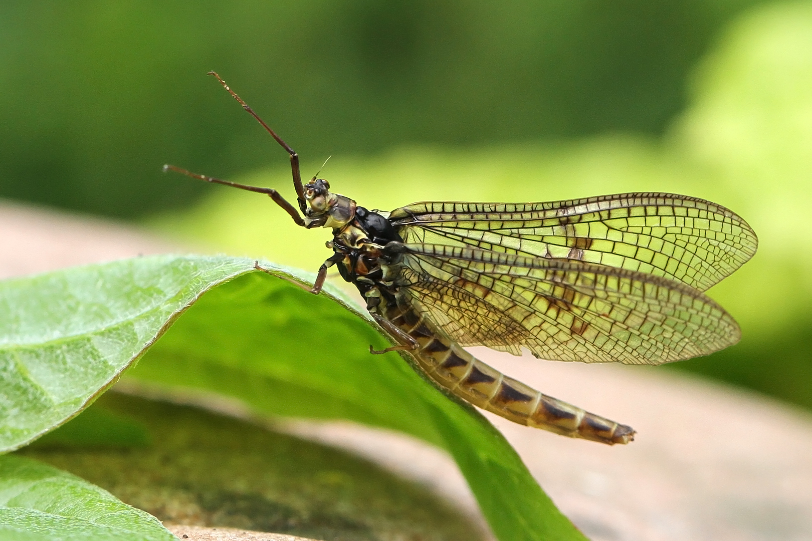 What Is a Mayfly Fly Fishing? Trickyfish