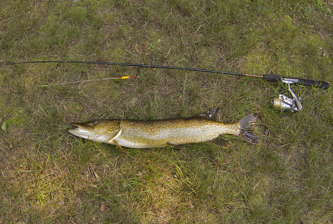 What Is the Best Fishing Rod for Northern Pike? Trickyfish
