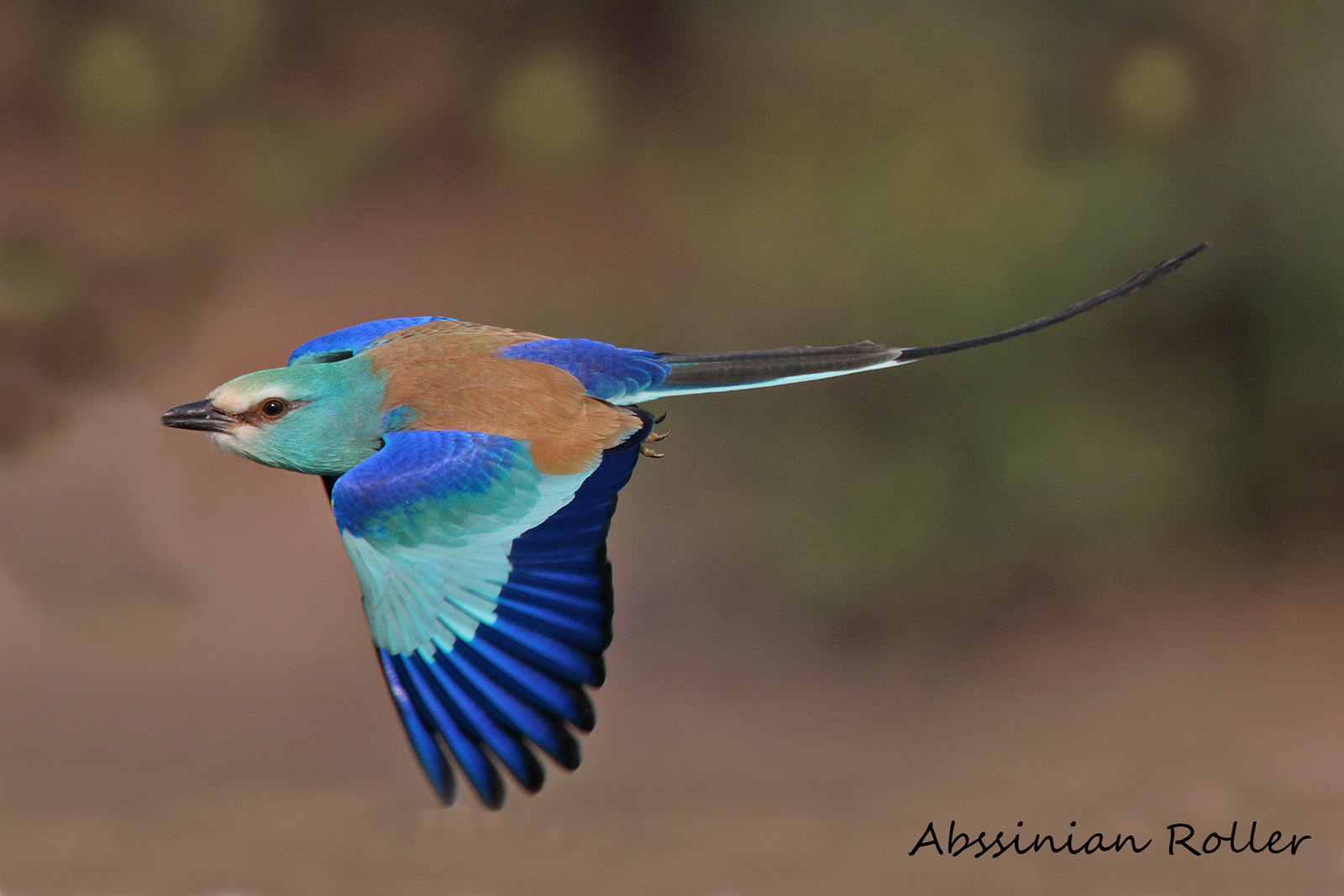 What Is the Meaning of the Word Snorkeling? Trickyfish