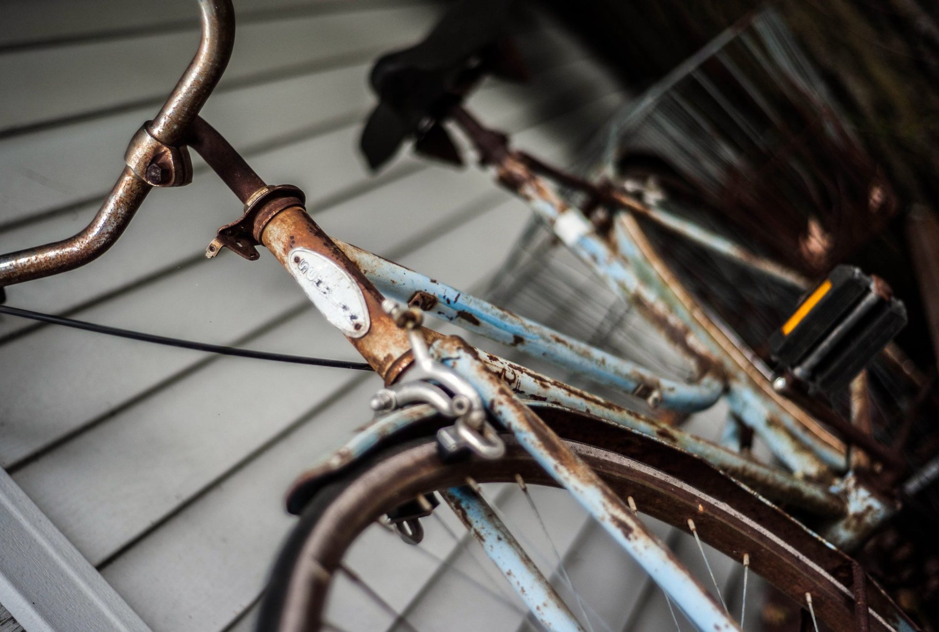 What Can You Find Scuba Diving in Rust? Trickyfish