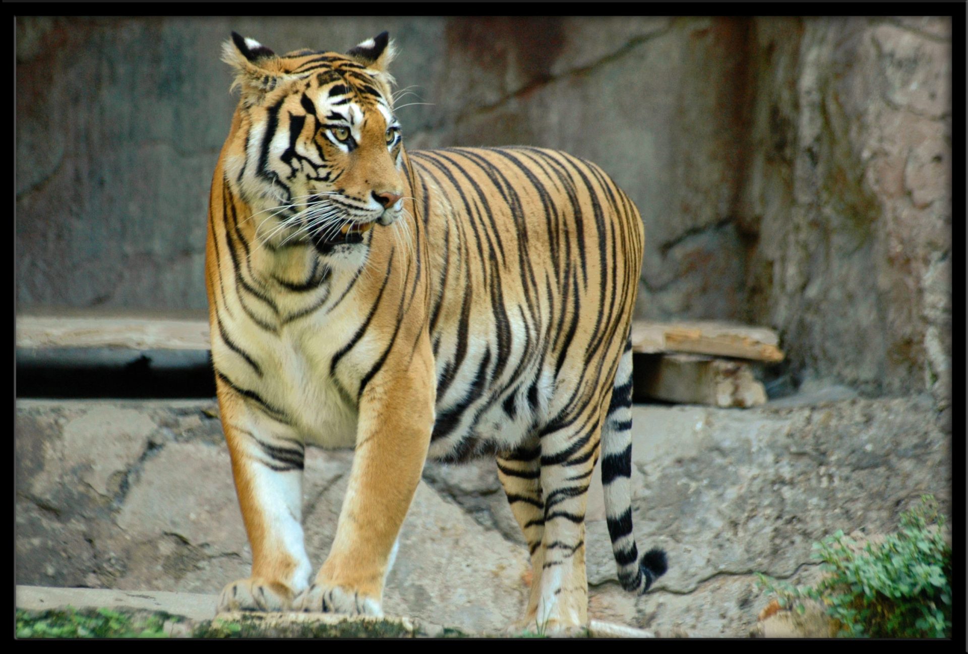 How Do You Cast a Shakespeare Tiger Fishing Rod? Trickyfish