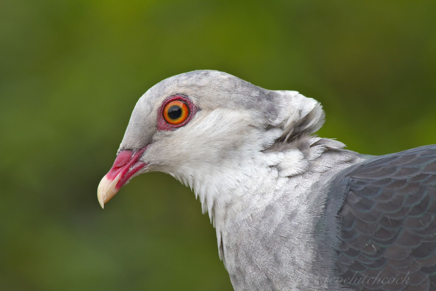 What Is a Shooting Head in Fly Fishing? Trickyfish
