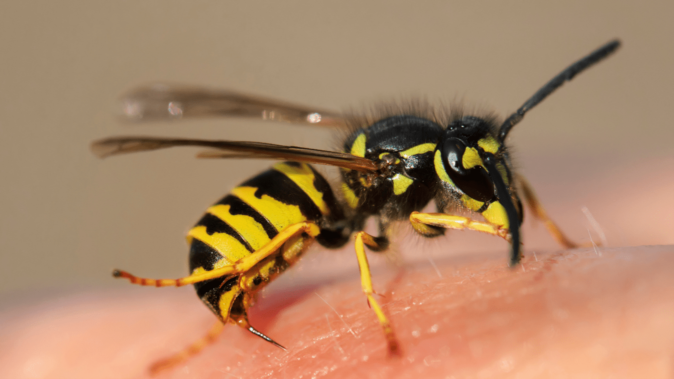 Pest Control in Miami County Fights Dangerous Bugs Tri County Termite