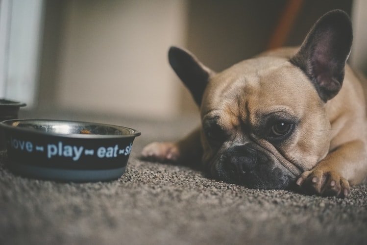 Can Adult Dogs Eat Puppy Food? (Pros, Cons, Warnings)