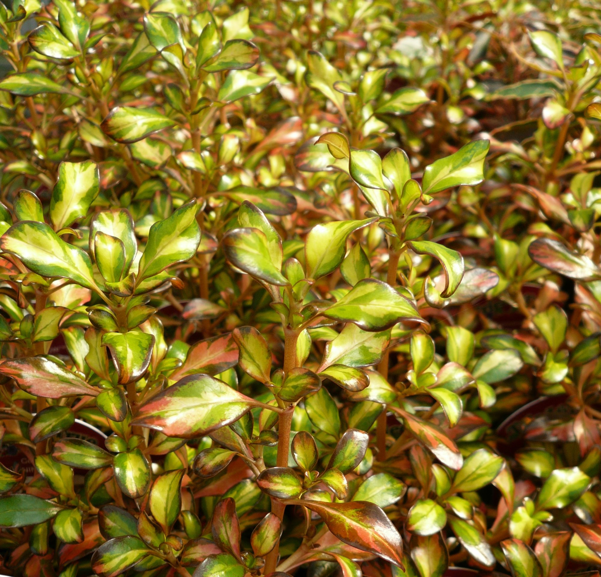 COPROSMA, Evening Glow