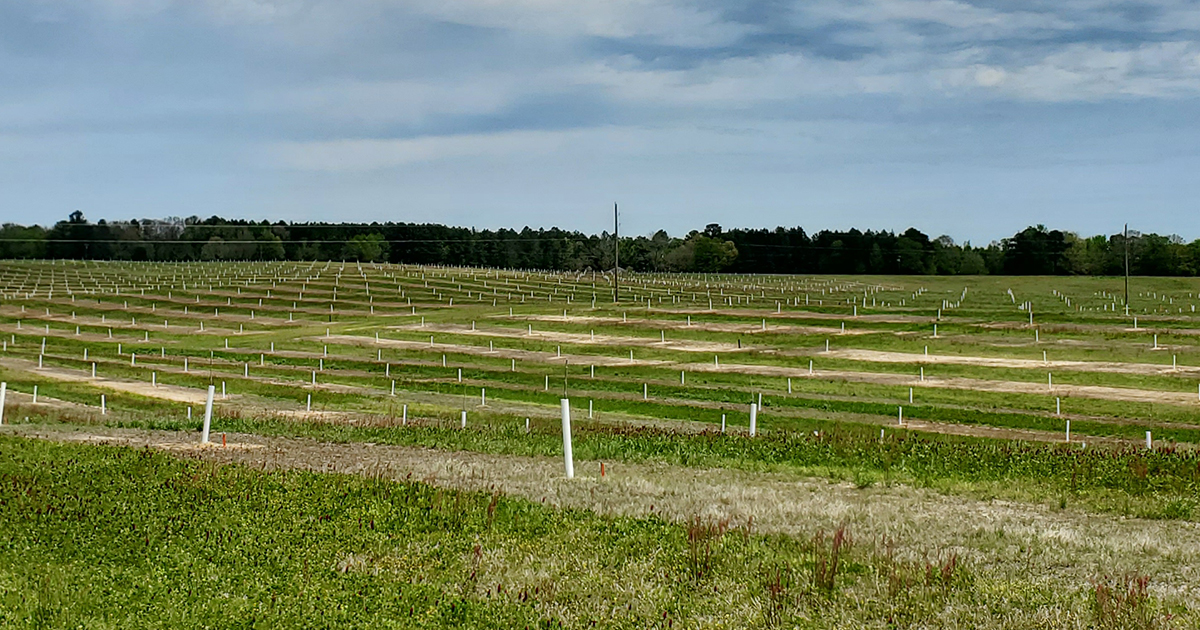 The Importance of Irrigation in Pecan Production TriEst Ag