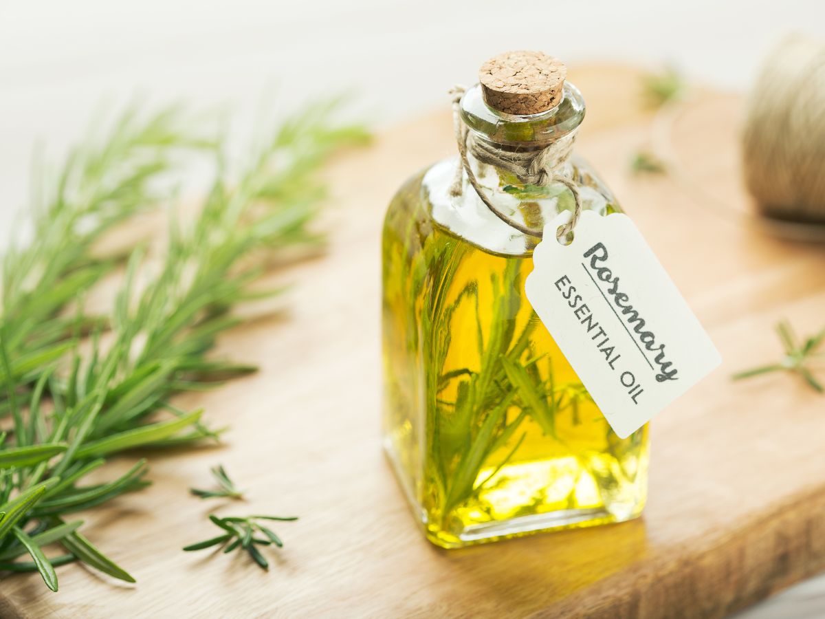 Rosemary vs Lavender 3 Essential Differences To Know TriGardening