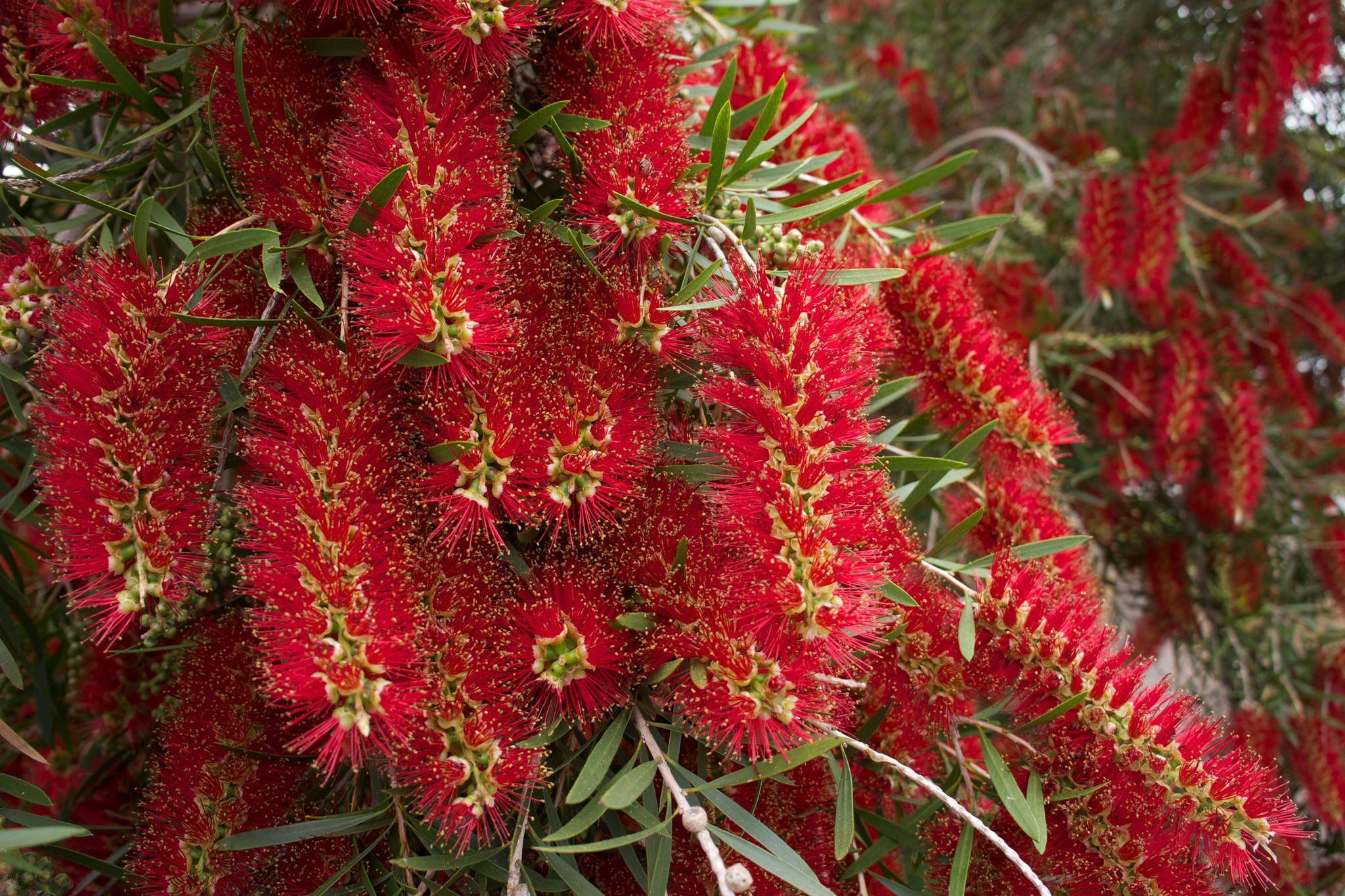 Callistemon viminalis in 50mm Forestry Tube Trigg Plants