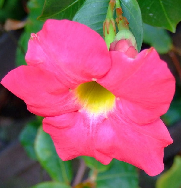 Dipladenia Red Riding Hood in ADVANCED 140MM POT Trigg Plants