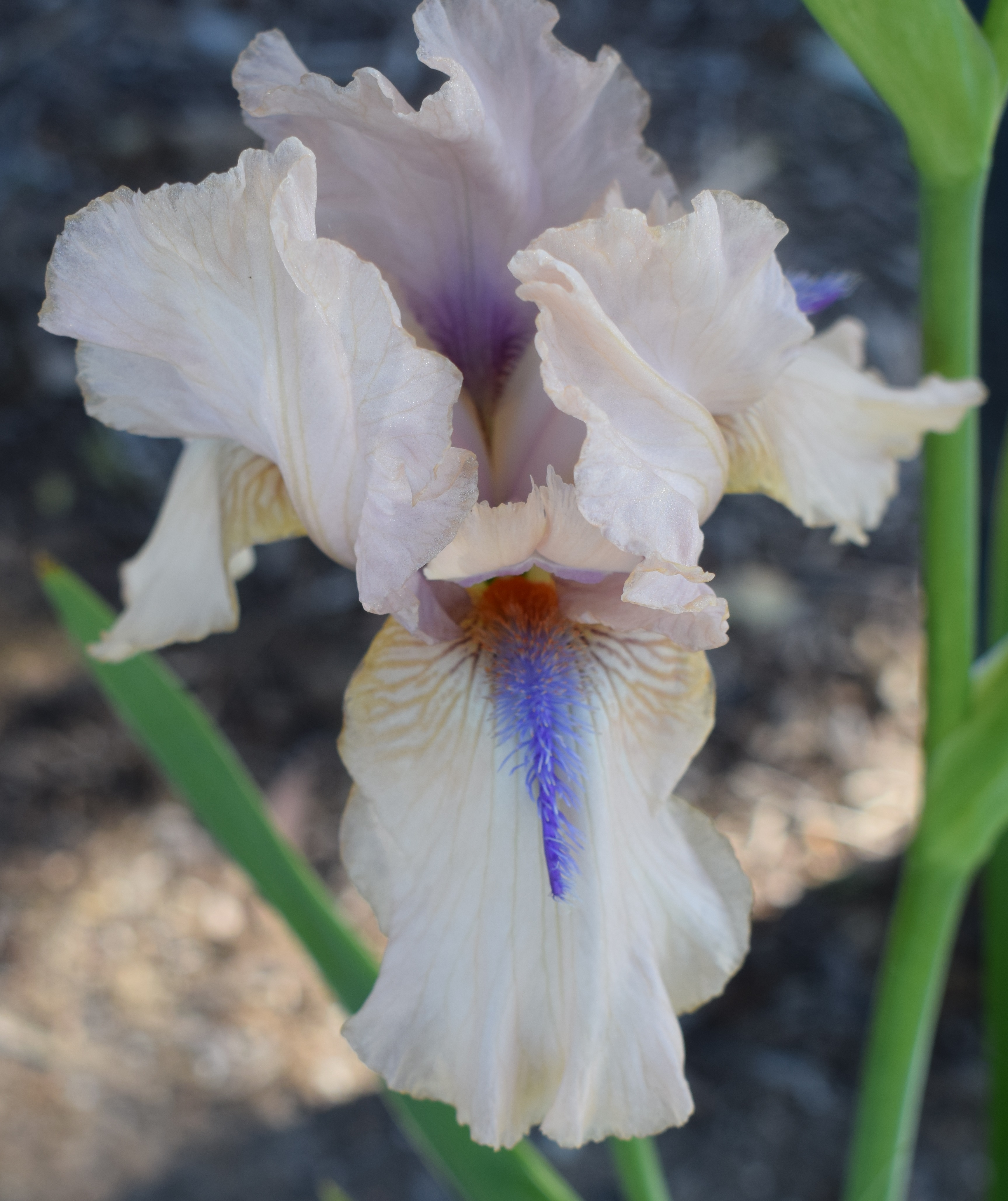 Tall Bearded Iris CONCERTINA (bare rooted rhizome) Trigg Plants