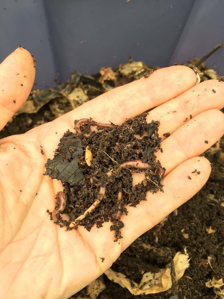 Food Scraps Trimazing