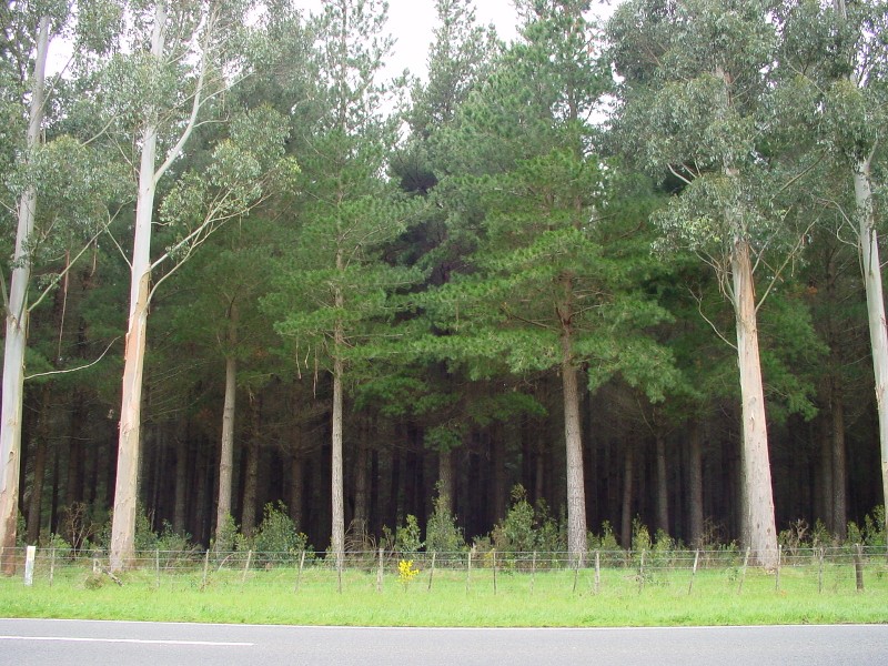 Trimble Forest The Montfort Trimble Foundation