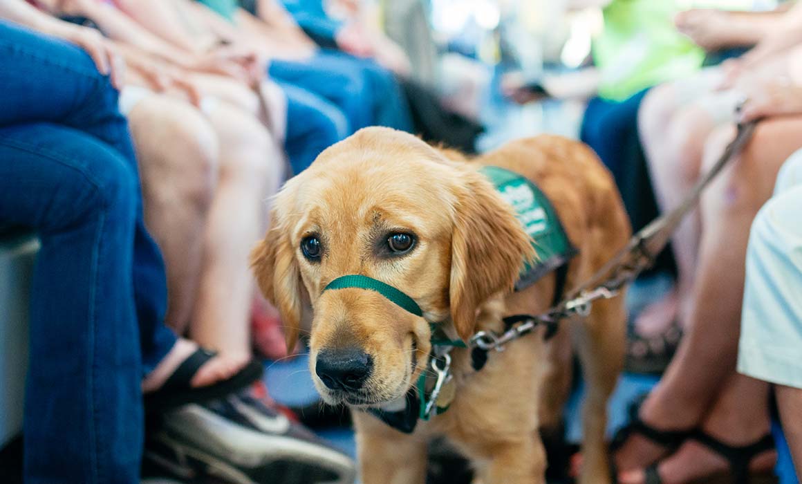 TriMet Accessibility Bringing a Service Animal on TriMet