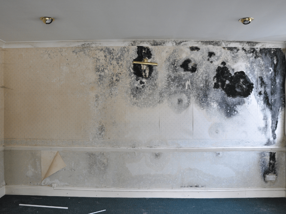How bad is mould exposure for your health? Trinitas Group