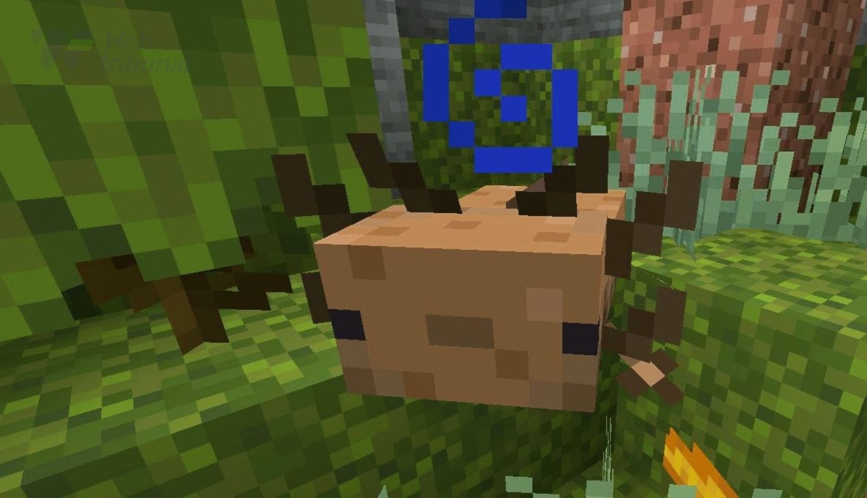What Is the Rarest Axolotl in Minecraft and How to Tame It