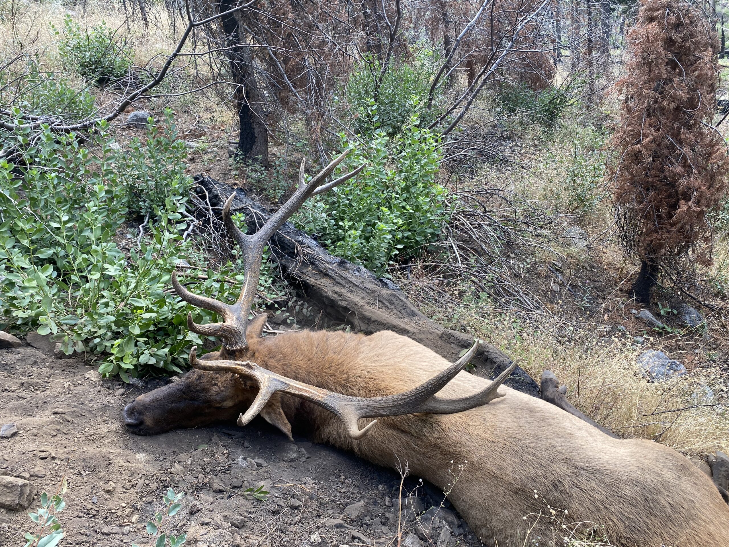 Marble Mountains Elk Hunting Trinity Fork Outfitters