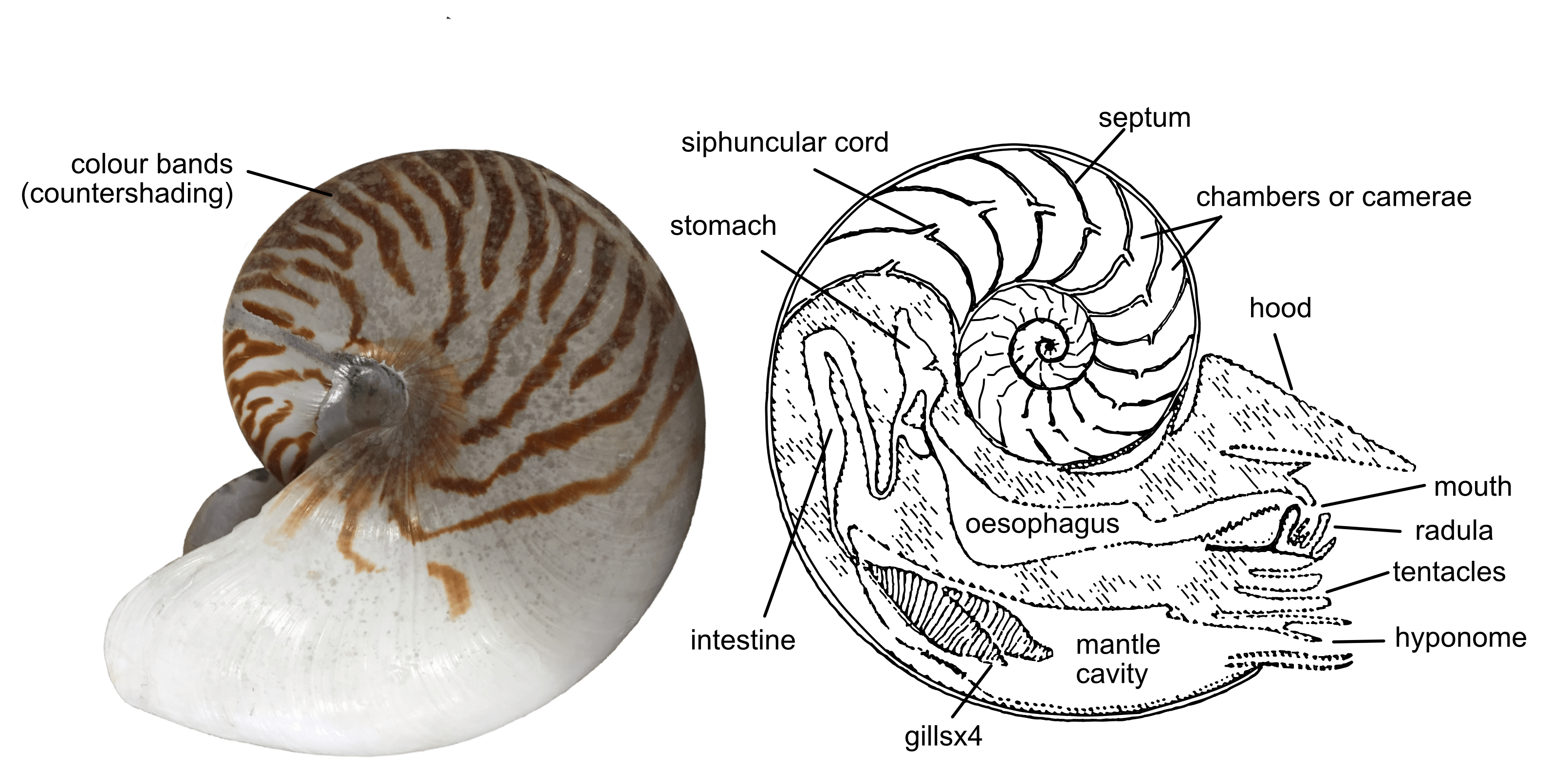 Cephalopods Geological Museum Trinity College Dublin